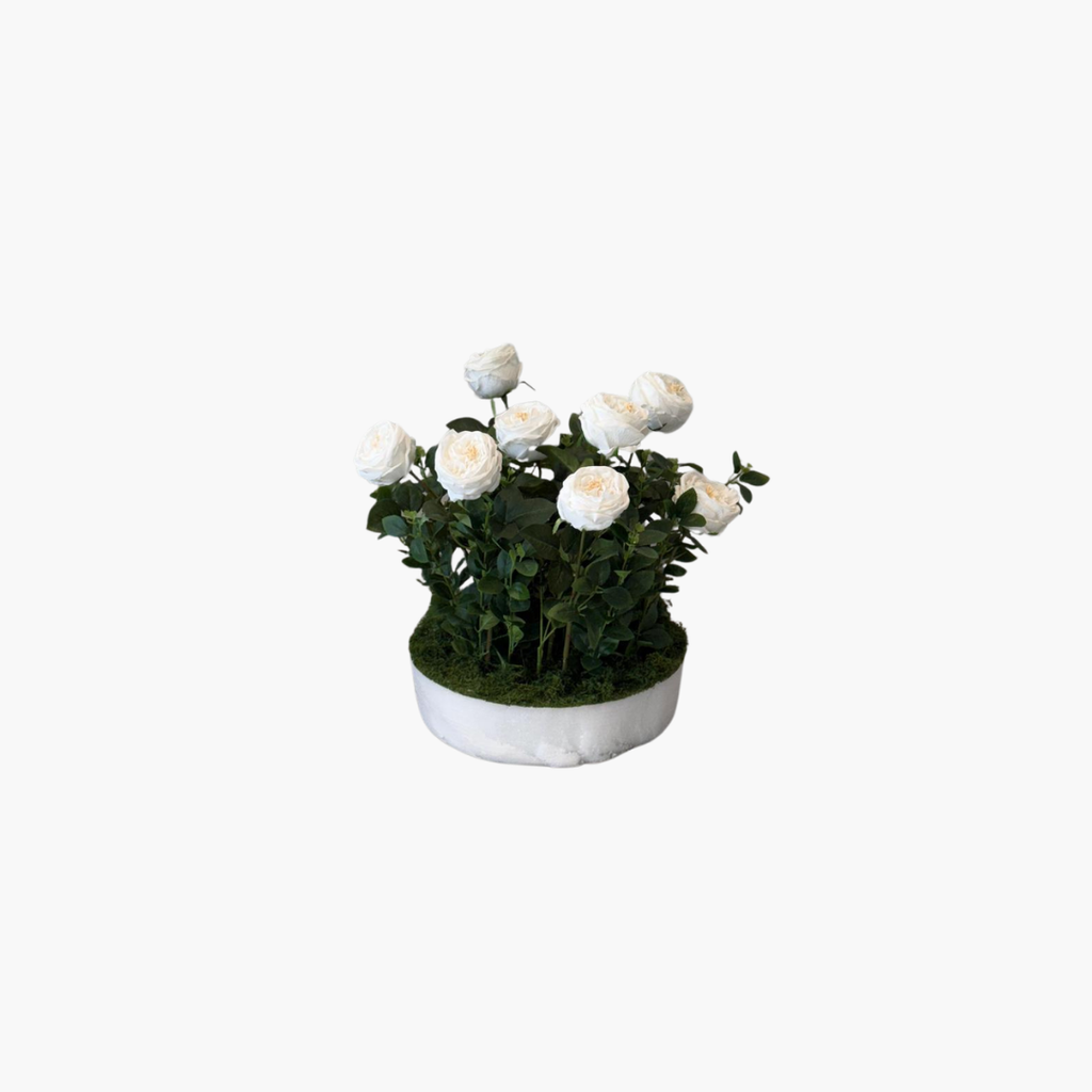 Rose 50