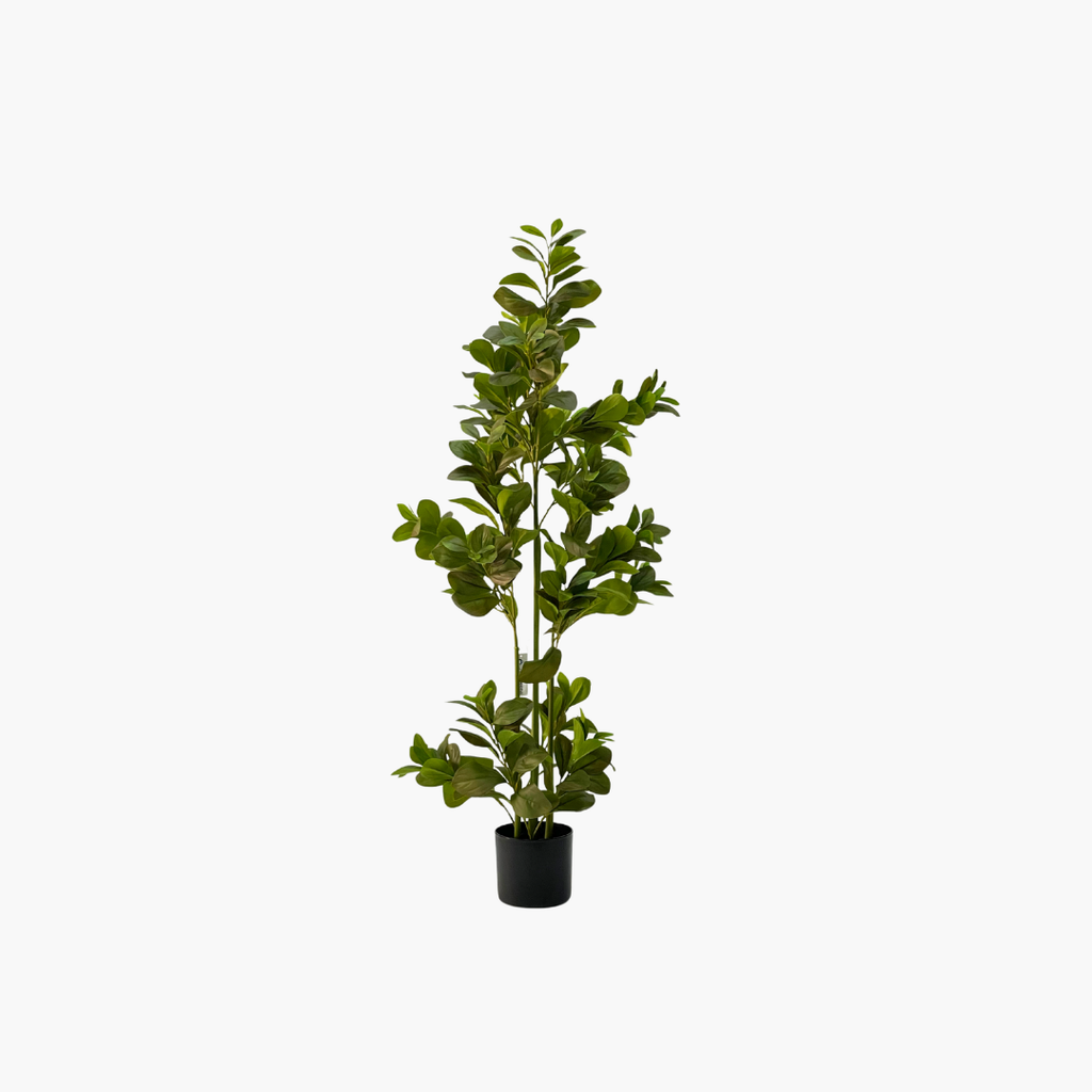 Catalpa Tree 120