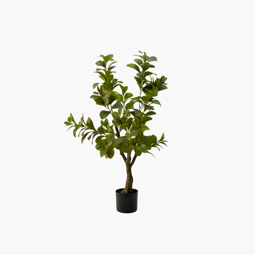 Catalpa Tree 100