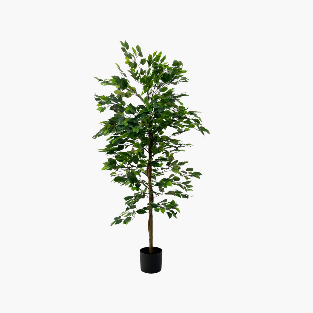 Ficus Tree 130