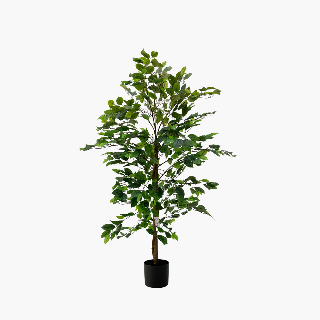 Ficus Tree 160