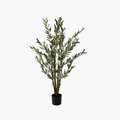 Olive Tree 140