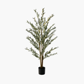 Olive Tree 180