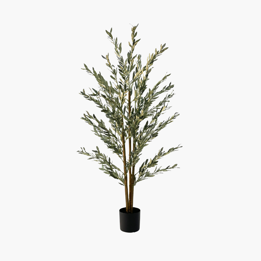 Olive Tree 180