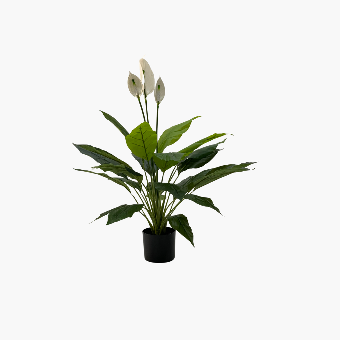 Spathiphyllum Plant 100