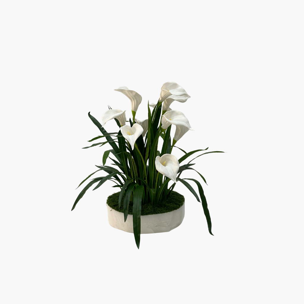 Lily 60