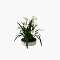 Lily 60