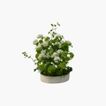 Hydrangeas 50