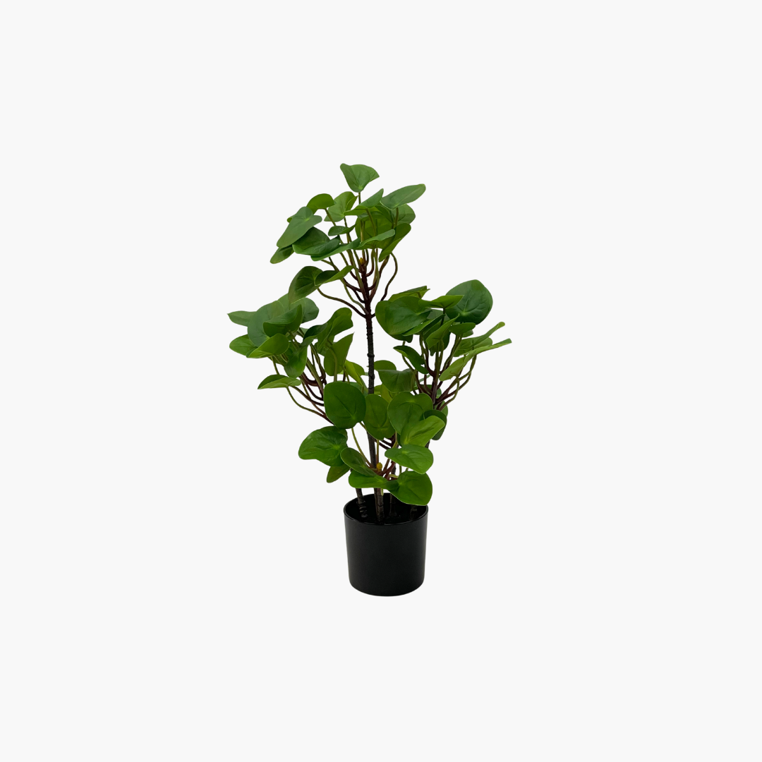 Money Plant 55